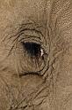017 Zimbabwe, olifantentocht